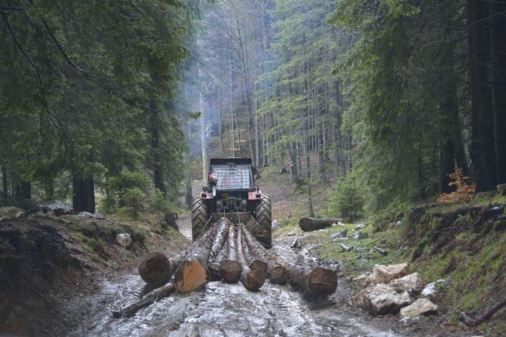 Travaux de dessouchage d’arbres