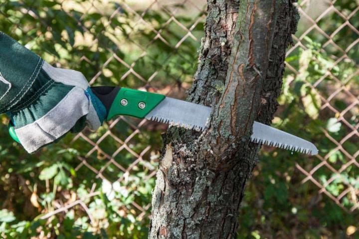 Tous travaux d’élagage d’arbres